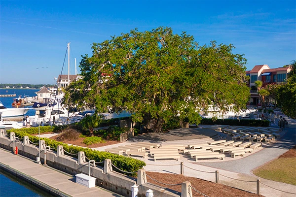 Liberty Oak