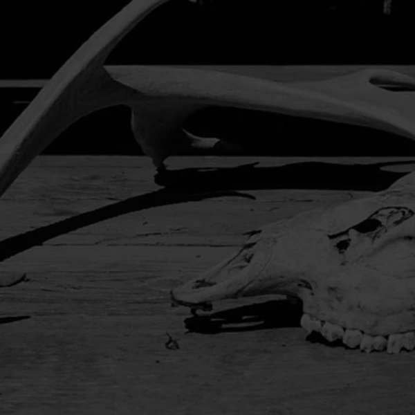 bones